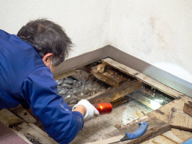 Best Crawl Space Mold Remediation in Eton, GA