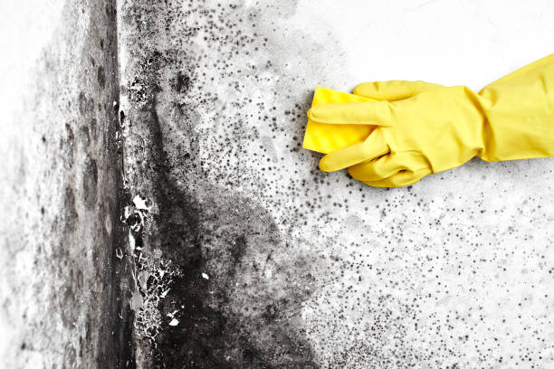 Best Attic Mold Remediation in Eton, GA