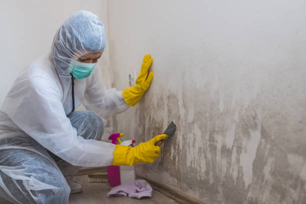 Best Mold Testing and Inspection Services in Eton, GA