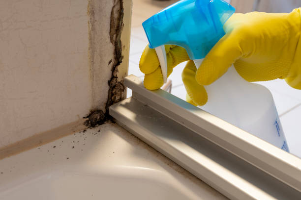 Best Commercial Mold Remediation in Eton, GA