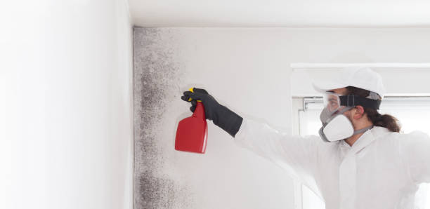 Best DIY Mold Remediation Support Services in Eton, GA