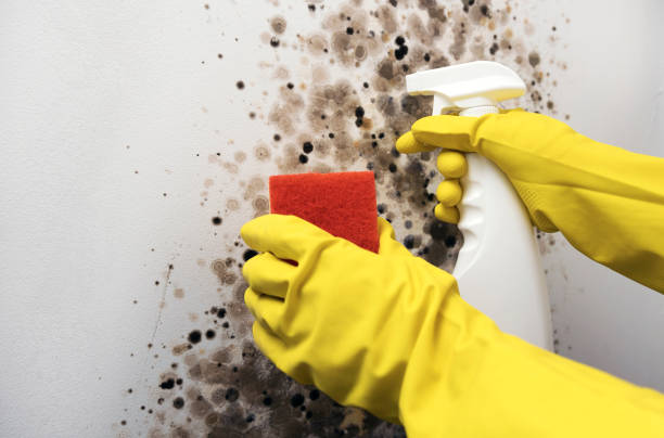 Best White Mold Remediation in Eton, GA
