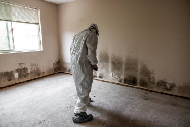 Best Basement Mold Remediation in Eton, GA