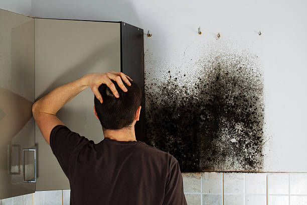 Best Residential Mold Remediation in Eton, GA