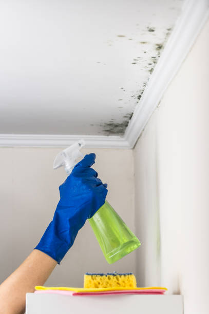 Professional Mold Remediation in Eton, GA